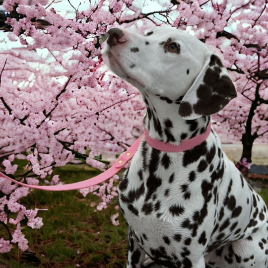 Dalmatian in HOUND Collection's Blossom jellies leash and collar, posing in front of a pink cherry blossom tree 