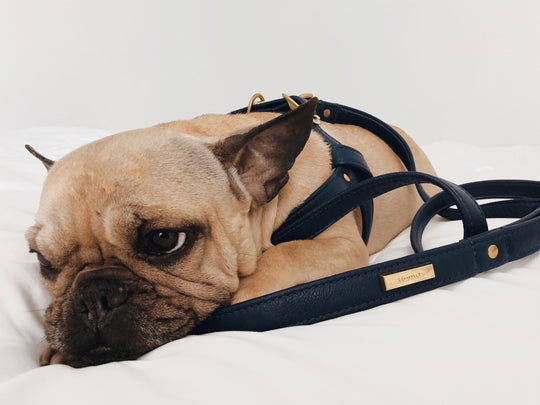 12 Benefits of a Front-Walk Dog Harness