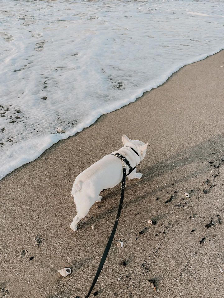 Waterproof Jellies Harness - Caviar