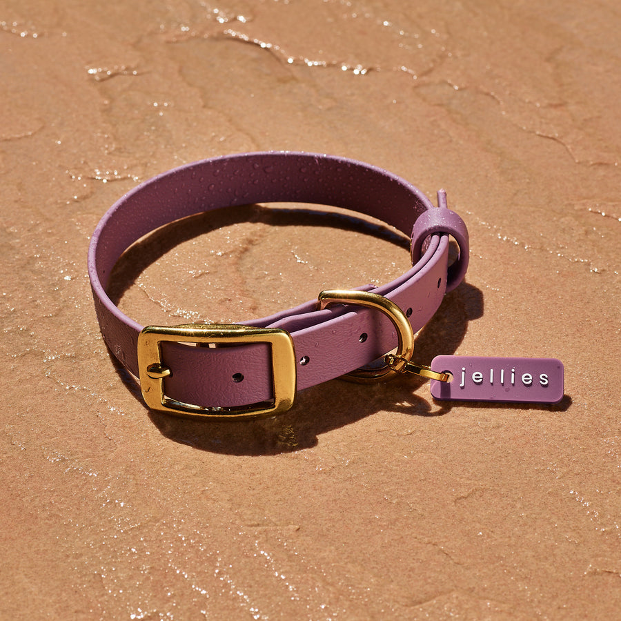 Waterproof Jellies Collar - Aurora